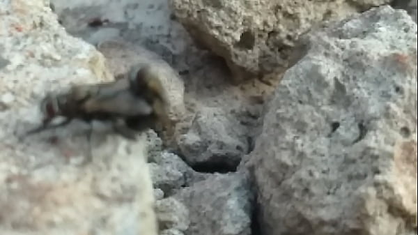 Amateur naughty focus fly