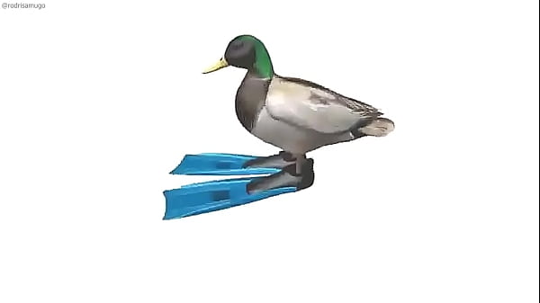 Duck circling HD
